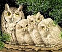 Семья сов на ели