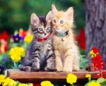 Котята в ошейниках среди цветов