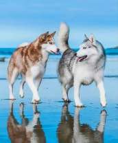 Два хаски на берегу моря