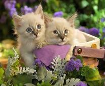 Белые котята в садовой корзинке