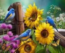 Синие птички возле подсолнухов