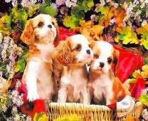 Милые щеночки в фиолетовых ромашках