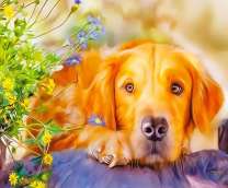 Задумчивый лабрадор и полевые цветочки