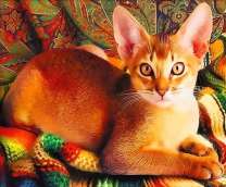 Абиссинская кошка на пледе