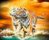 Белый и оранжевый тигры на берегу моря