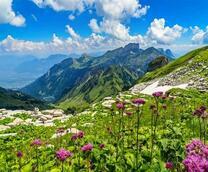 Нежные цветочки и восхитительный вид на горы