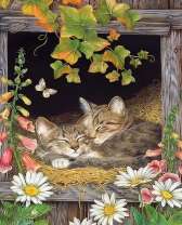 Спящие на сене котята