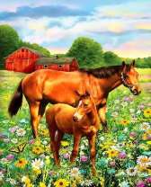 Цветущая поляна и пара лошадок на выпасе