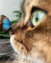 Котенок и синий мотылек