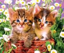 Пара милых котяток среди цветов ромашек