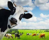 Выпас коров на сочном лугу