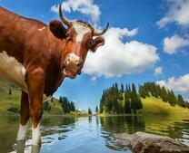 Коровка на горной реке