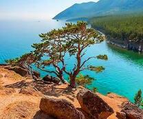 Молодая сосна на скале над морем