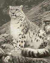 Гордый снежный барс на скале