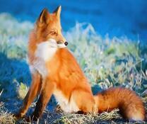 Молодая лисичка в осенней траве