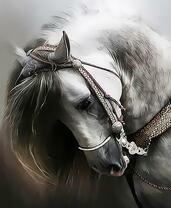 Белая лошадь с красивой уздечкой