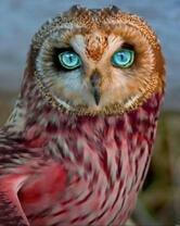 Красивая сова с голубыми глазами