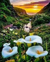 Цветущие каллы в горах на фоне солнца