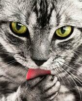 Серый котёнок умывается