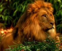 Красивый пушистый лев в зеленой листве