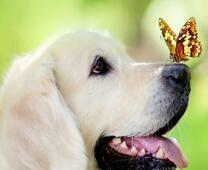 Белый щенок с бабочкой на носу