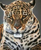 Внимательный взгляд леопарда