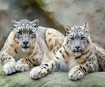 Большие снежные барсы на скале