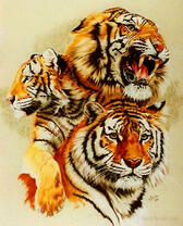 Три красивых тигра