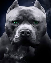 Черный злой пес