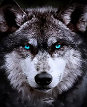 Суровый голубоглазый волк