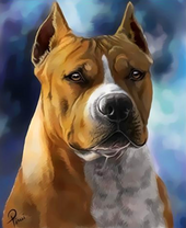 Американский питбультерьер