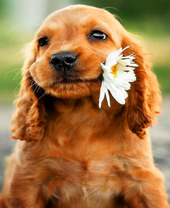 Щенок с ромашкой в зубах