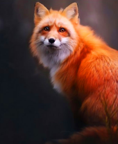 Лис ярко-рыжей окраски