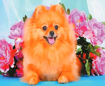 Симпатичный шпиц на фоне пионов