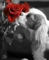 Пёсик нюхает красные розы