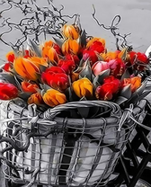Корзина полная тюльпанов