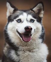 Довольный пес породы лайка