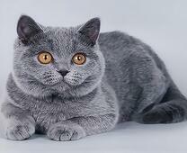 Пепельный желтоглазый кот