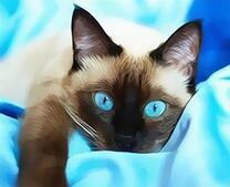 Голубоглазый сиамский кот