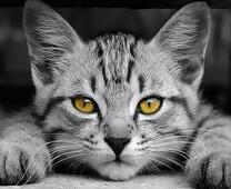 Черно-белый котёнок с желтыми глазами