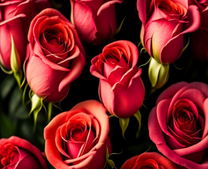 Нежные розы