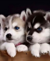 Пушистые щеночки