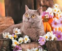 Серая кошечка среди нежных цветов