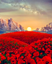 Маковое поле среди высоких гор