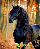 Черная лошадь в осеннем лесу