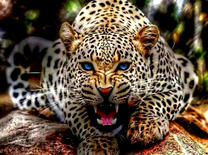 Леопард на ветке