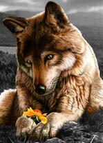Волк и красивый цветочек