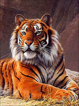 Красивый тигр в лучах солнца