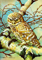 Филин на ветке березы