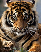 Большой тигр